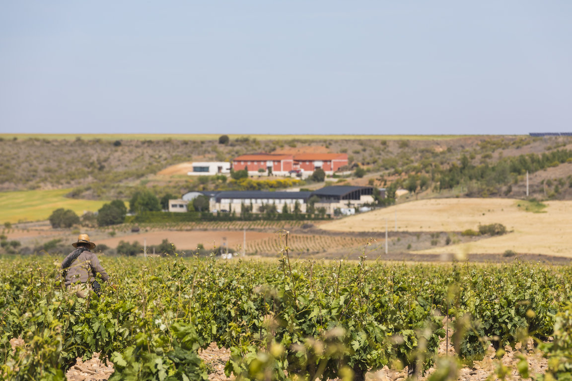 PintiaViñedos_03