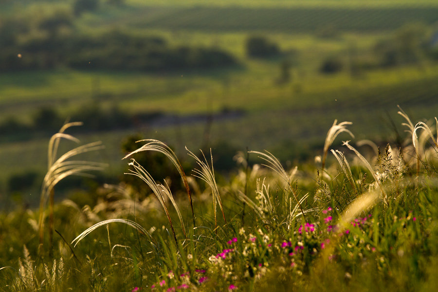 Feather_grass_1