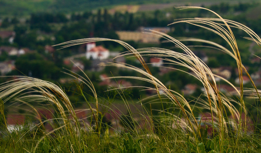 Feather_grass_2